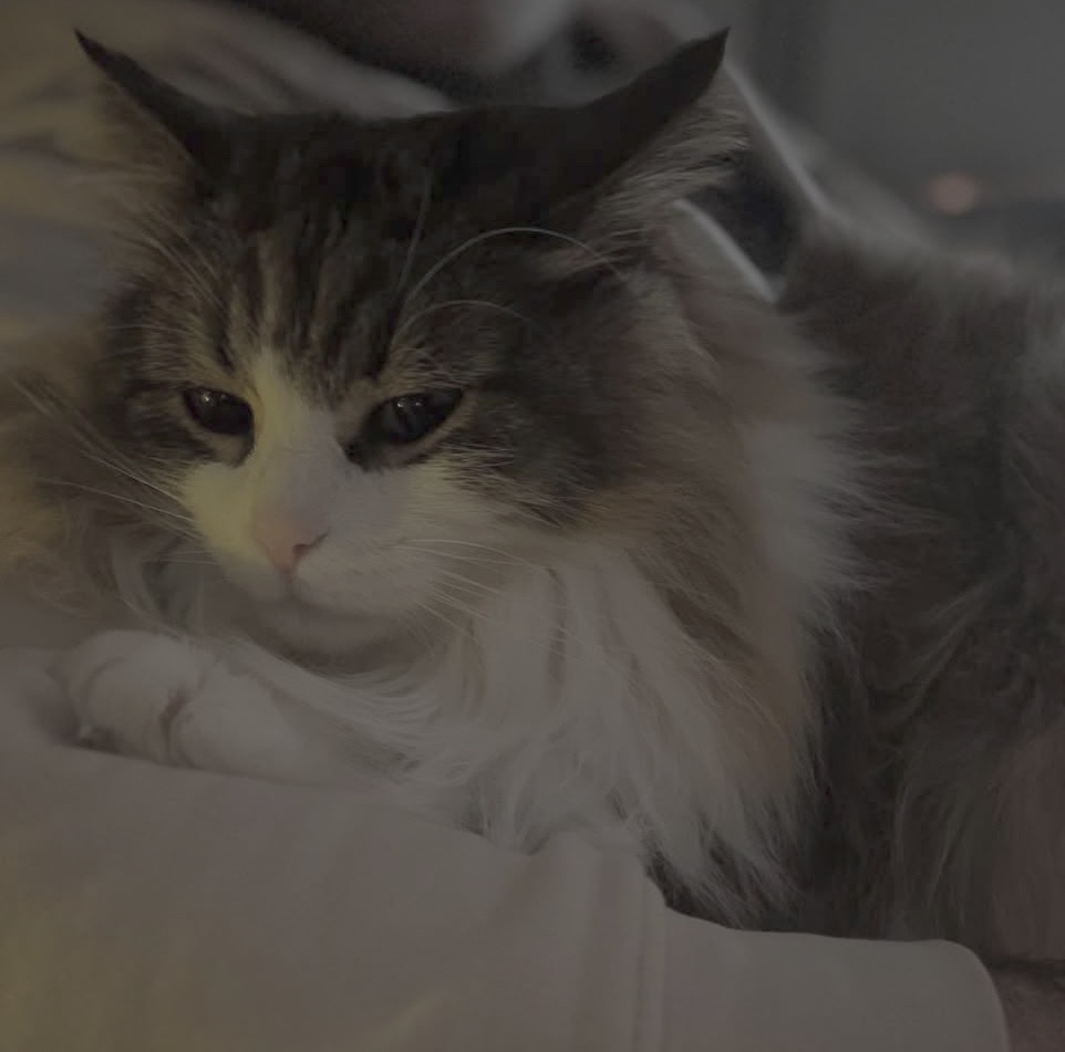 Sibirisk katt Valentine