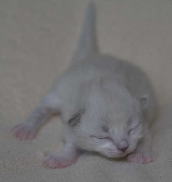 Neva Masquerade kattunge Thalia