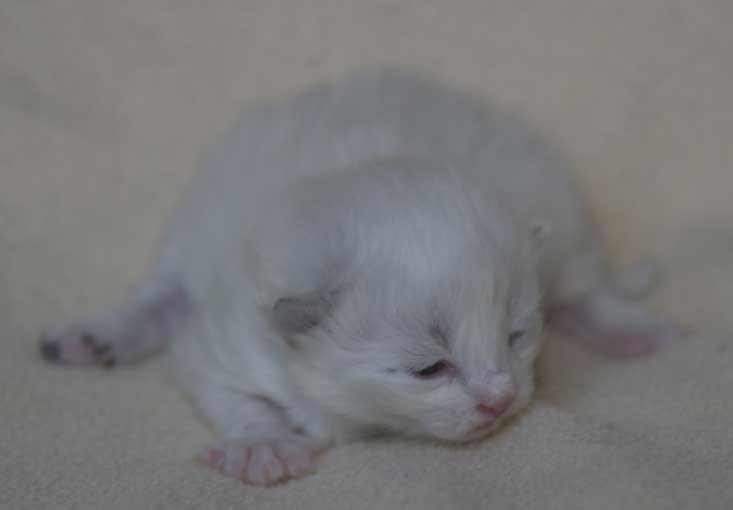 Neva Masquerade kattunge Thrymr