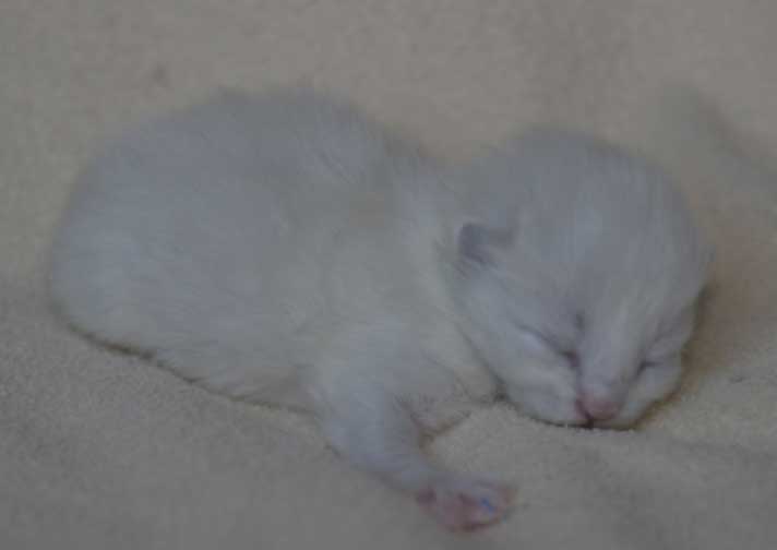 Neva Masquerade kattunge Taurus