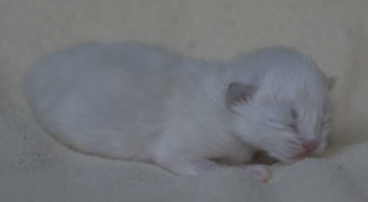 Neva Masquerade kattunge Thyone