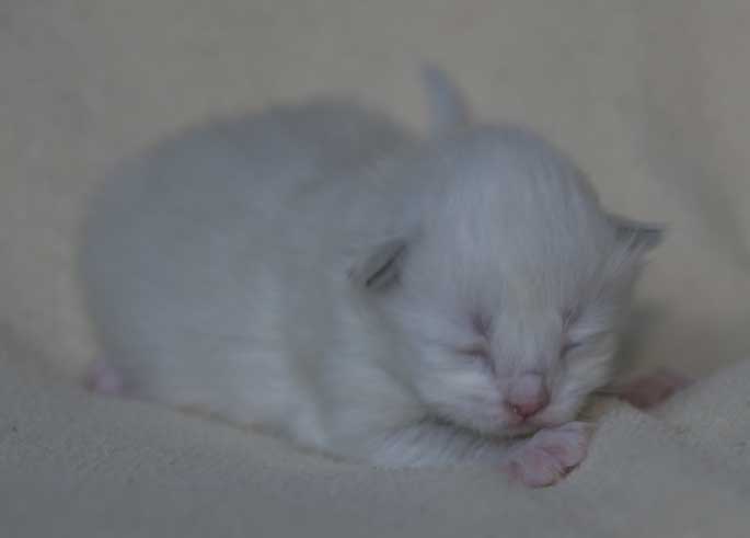 Neva Masquerade kattunge Thule