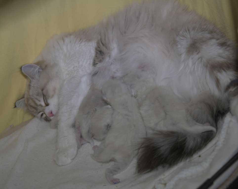Neva Masquerade kattungar T3-kull