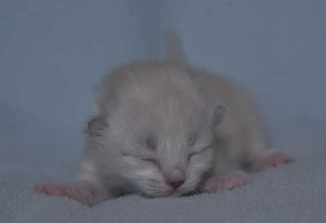 Neva Masquerade kattunge Thalia