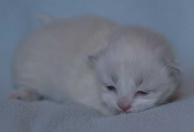 Neva Masquerade kattunge Thrymr