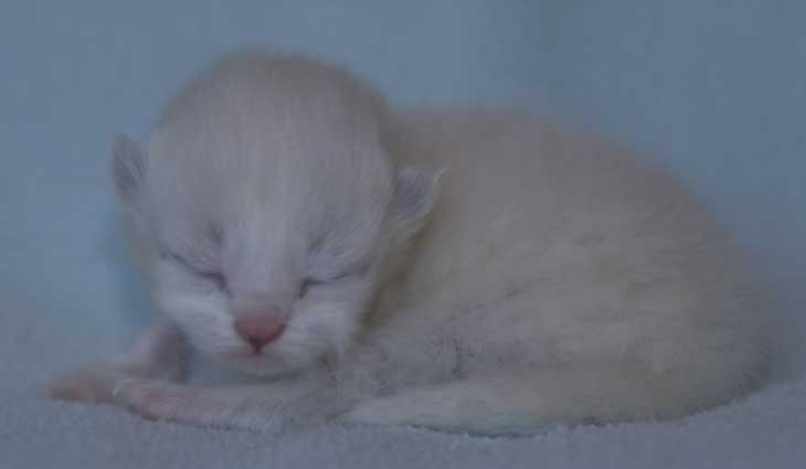 Neva Masquerade kattunge Taurus