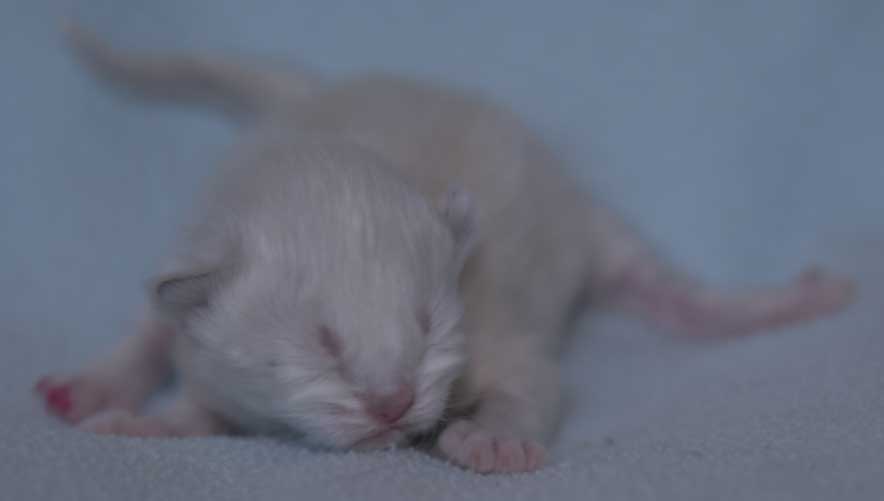 Neva Masquerade kattunge Thyone