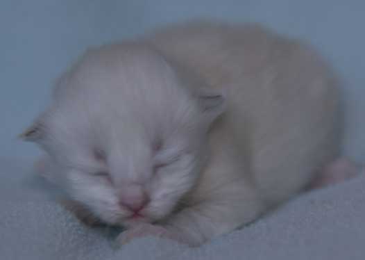 Neva Masquerade kattunge Thule