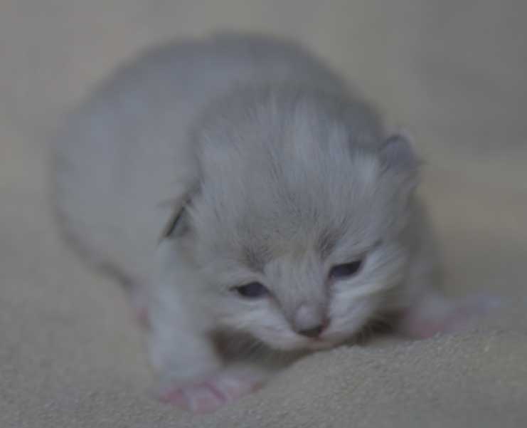 Neva Masquerade kattunge Thalia