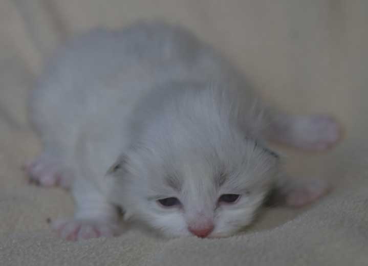 Neva Masquerade kattunge Thrymr