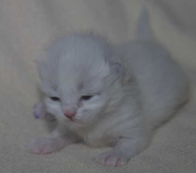 Neva Masquerade kattunge Taurus