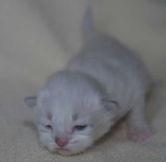 Neva Masquerade kattunge Thyone