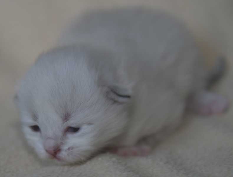 Neva Masquerade kattunge Thule