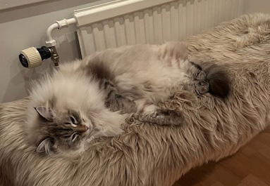 Neva Masquerade katt Ottilia