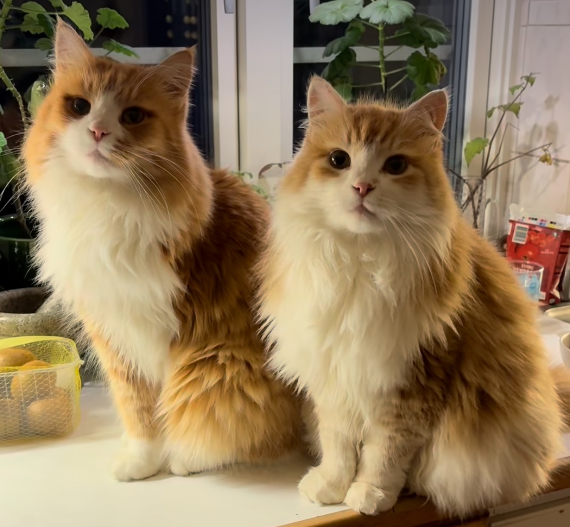 Sibirisk katt Gomes och Ivan
