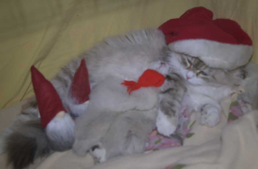 Sibiriska kattungar T3-kull