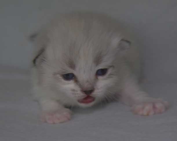 Neva Masquerade kattunge Thalia