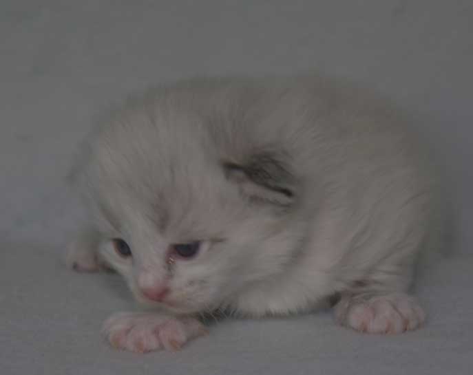 Neva Masquerade kattunge Thrymr