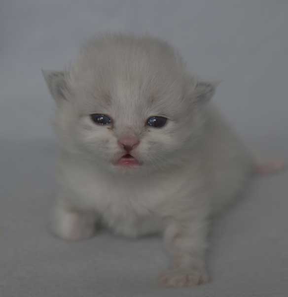 Neva Masquerade kattunge Taurus