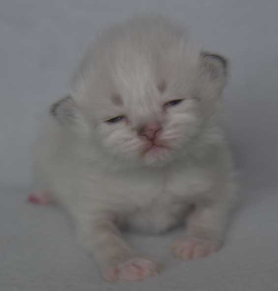 Neva Masquerade kattunge Thyone