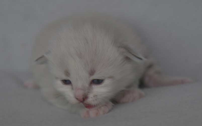 Neva Masquerade kattunge Thule