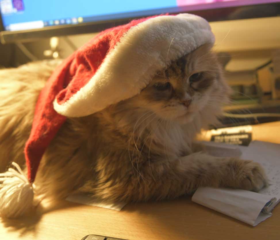 Sibirisk katt Uni JUL