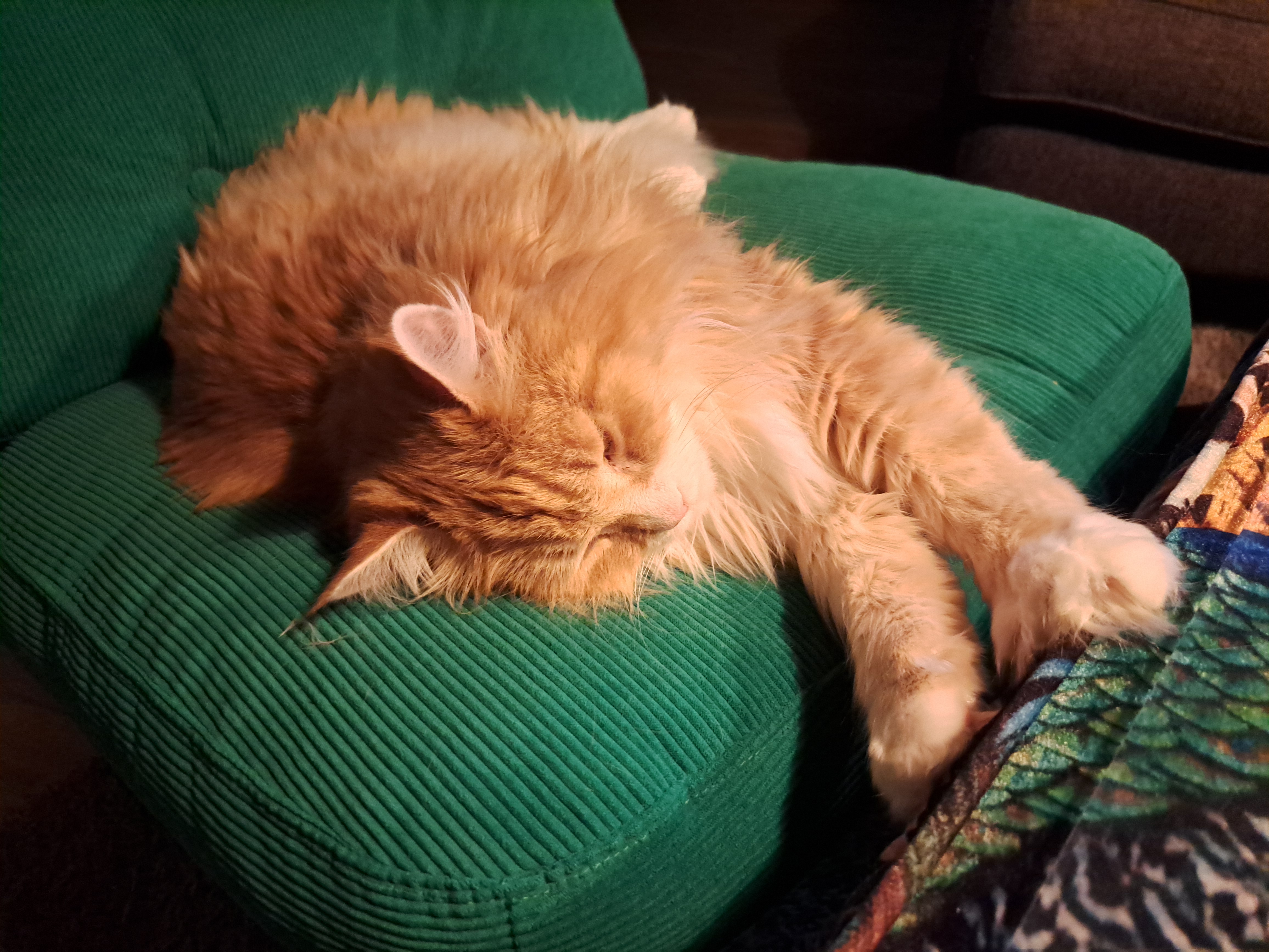 Sibirisk katt Ulysses