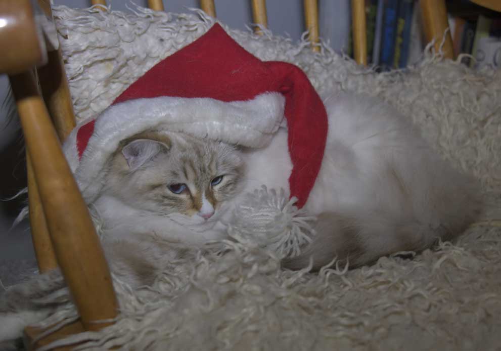 Neva Masquerade katt Ritzi