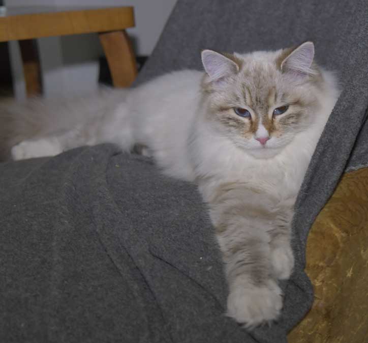 Neva Masquerade kattunge Ritzi