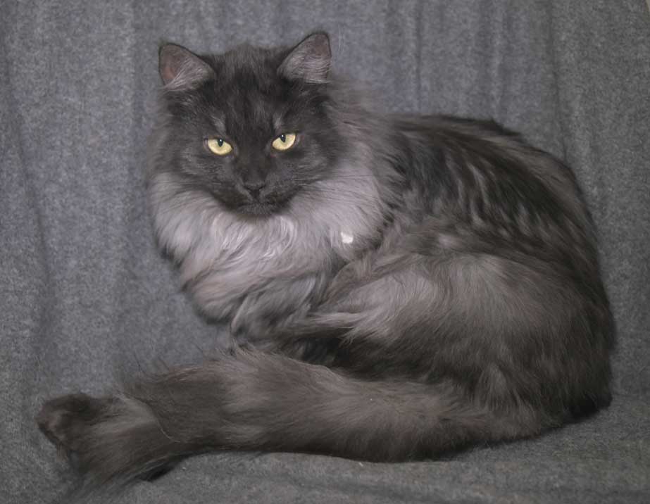 Sibirisk kattunge Sir Skip