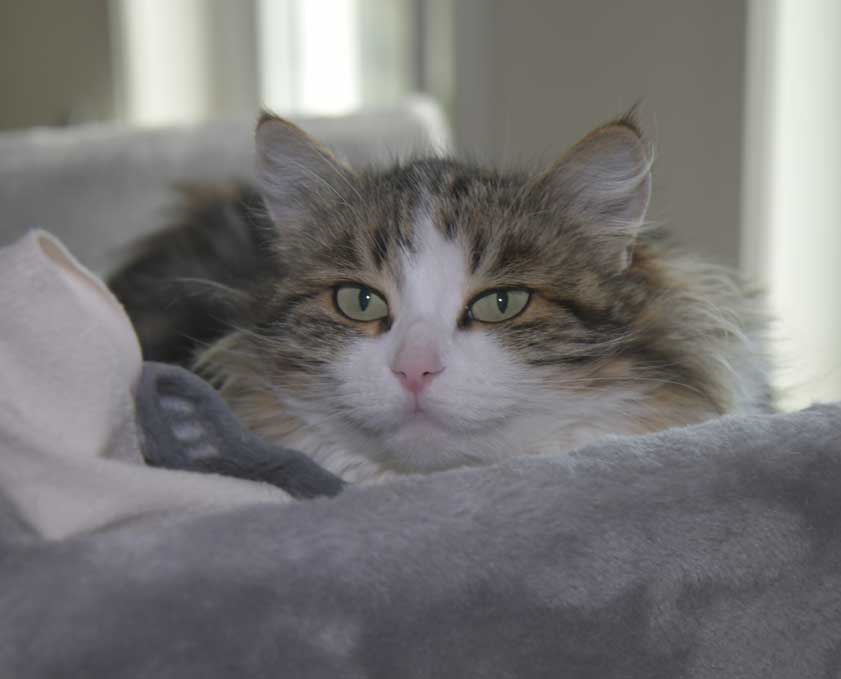 Sibirisk katt Vickie