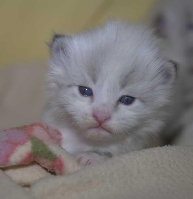 Neva Masquerade kattunge Thrymr