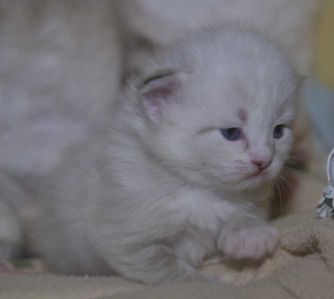 Neva Masquerade kattunge Thule