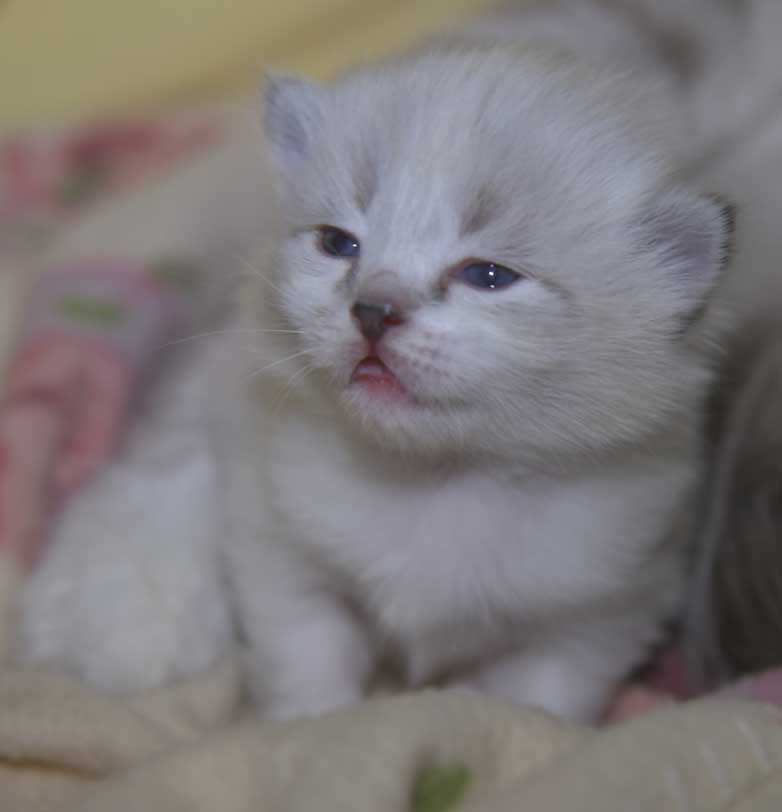 Neva Masquerade kattunge Thalia