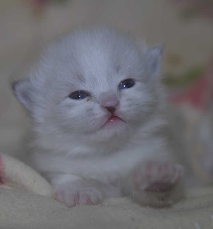 Neva Masquerade kattunge Taurus