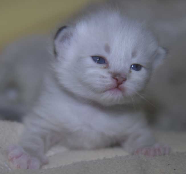 Nevba Masquerade kattunge Thyone