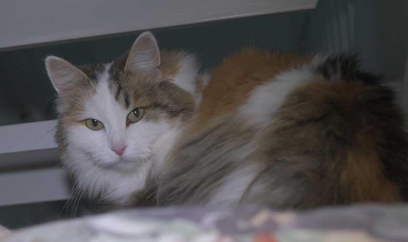 Sibirisk katt Tracie