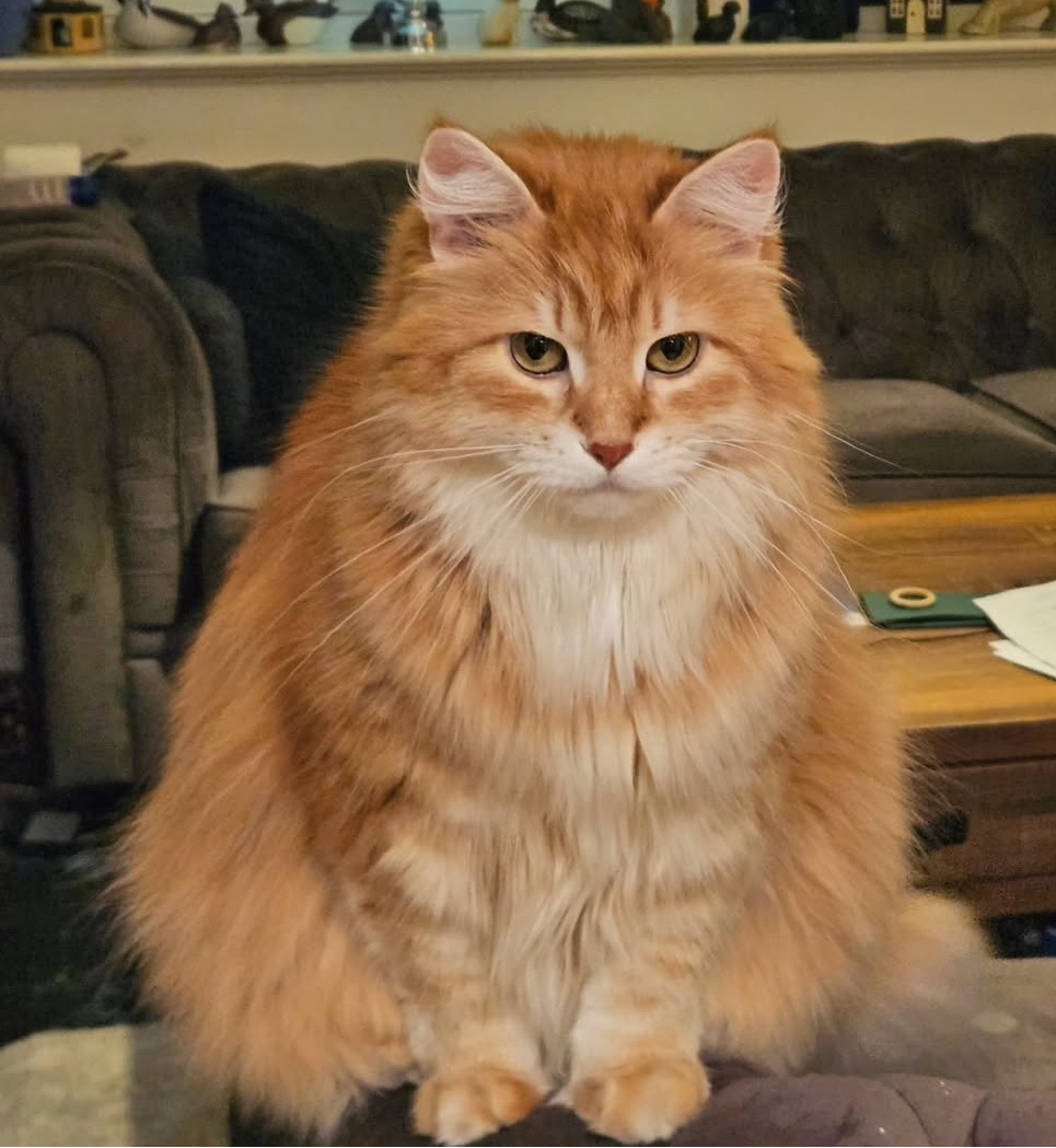 Sibirisk katt Ferrari