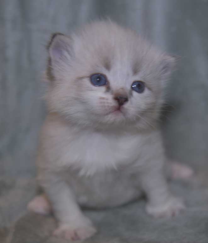 Neva Masquerade kattunge Thalia