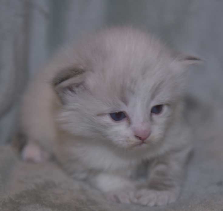 Neva Masquerade kattunge Thrymr