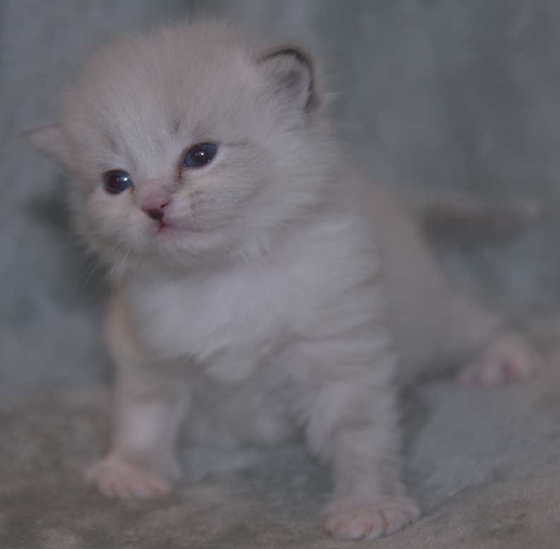 Neva Masquerade kattunge Taurus