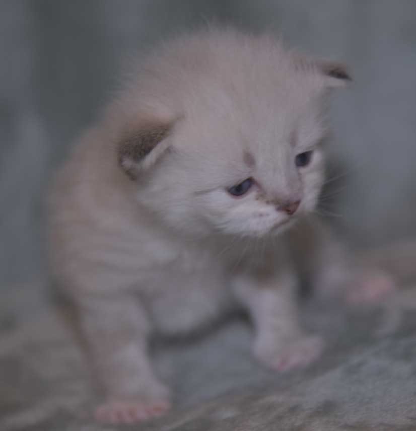 Neva Masquerade kattunge Thyone