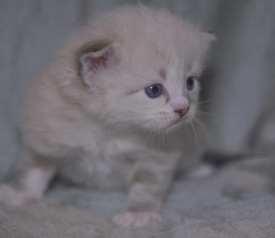 Neva Masquerade kattunge Thule