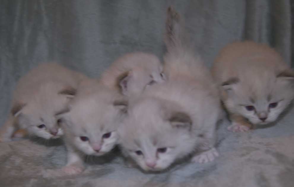 Neva Masquerade kattungar T3-kull