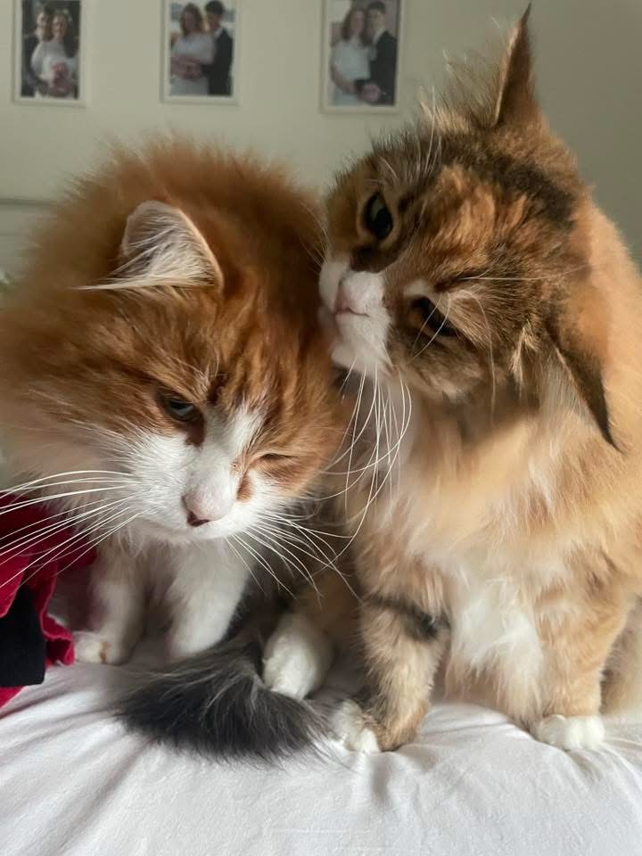 Sibirisk katt Jessi o Lyra