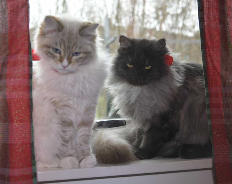 SIB Sir Skip NEM Ritzi