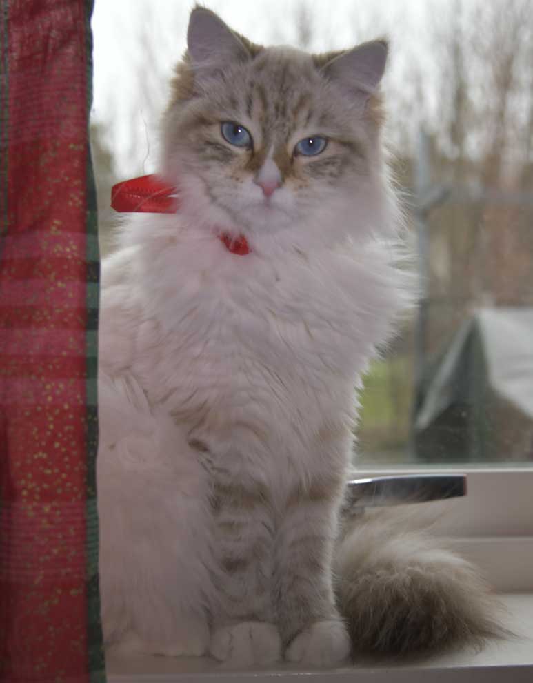 Neva Masquerade Ritzi