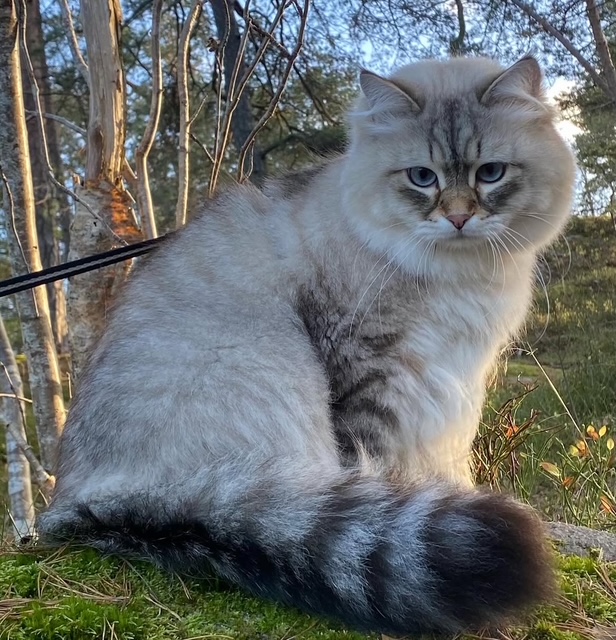 Neva Masquerade katt Kaus