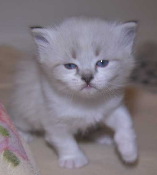 Neva Masquerade kattunge Thalia