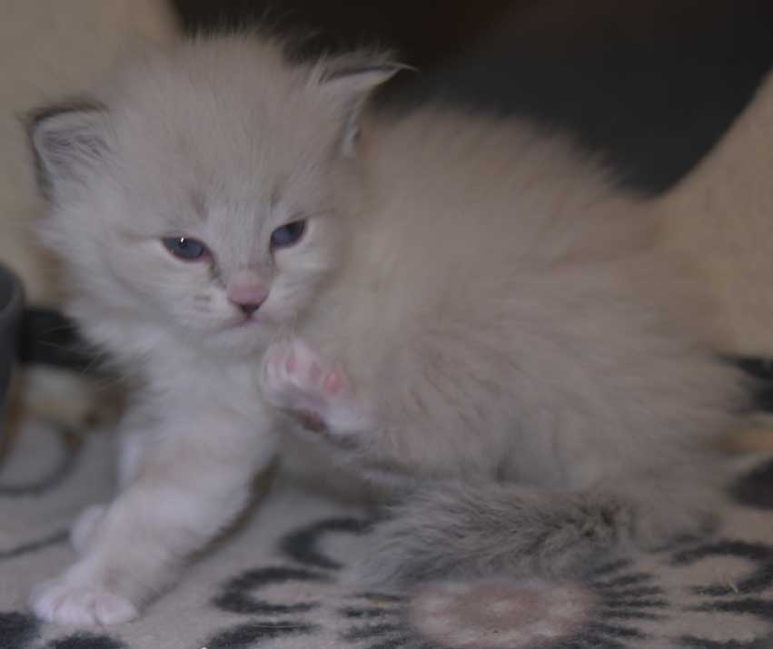 Neva Masquerade kattunge Taurus